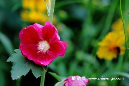 15张不同颜色的蜀葵花图片