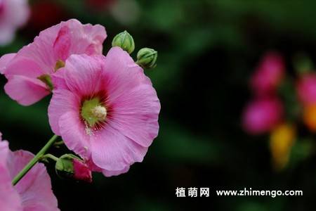 15张不同颜色的蜀葵花图片
