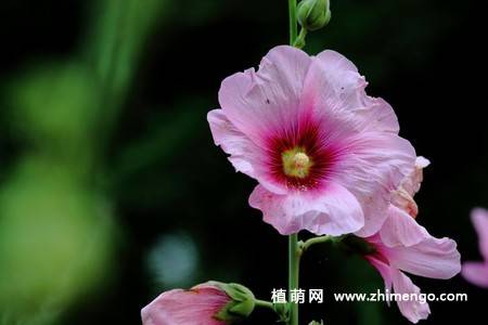 15张不同颜色的蜀葵花图片