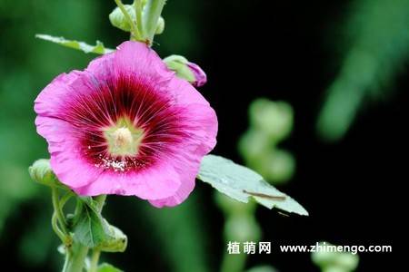 15张不同颜色的蜀葵花图片