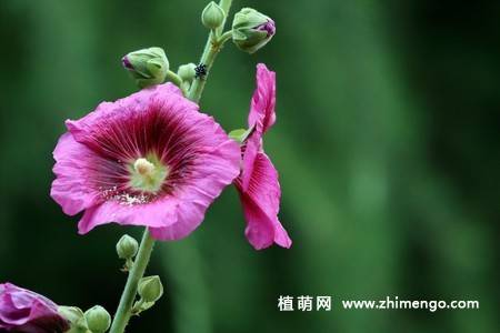 15张不同颜色的蜀葵花图片