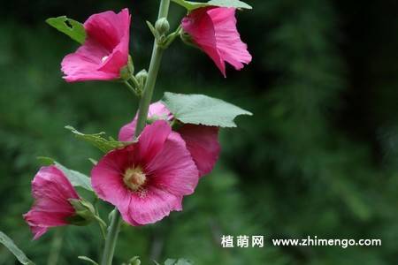15张不同颜色的蜀葵花图片