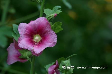 15张不同颜色的蜀葵花图片