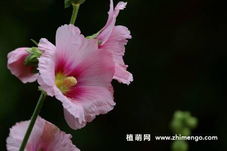 15张不同颜色的蜀葵花图片