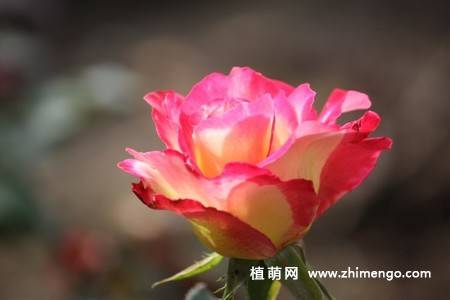 28张不同颜色月季花图片