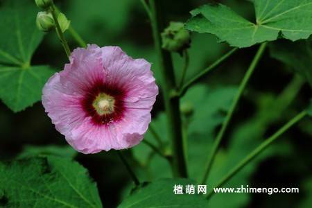 15张不同颜色的蜀葵花图片
