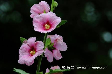 15张不同颜色的蜀葵花图片