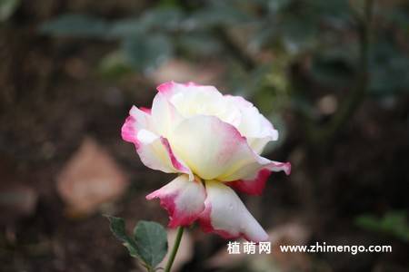 28张不同颜色月季花图片