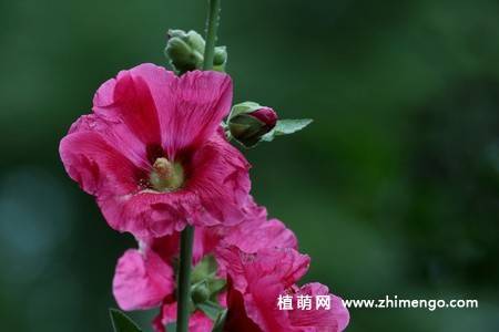 15张不同颜色的蜀葵花图片