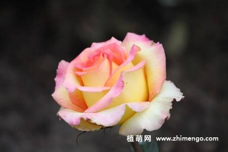 28张不同颜色月季花图片