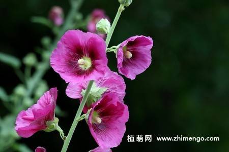 15张不同颜色的蜀葵花图片