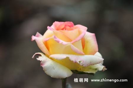 28张不同颜色月季花图片