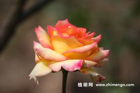 28张不同颜色月季花图片