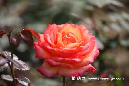 28张不同颜色月季花图片