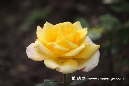 28张不同颜色月季花图片