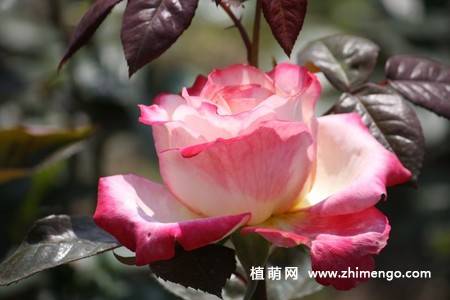 28张不同颜色月季花图片