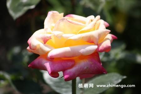 28张不同颜色月季花图片