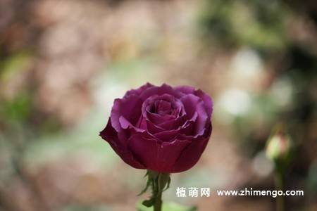 28张不同颜色月季花图片
