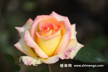 28张不同颜色月季花图片
