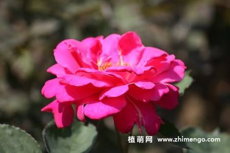 28张不同颜色月季花图片
