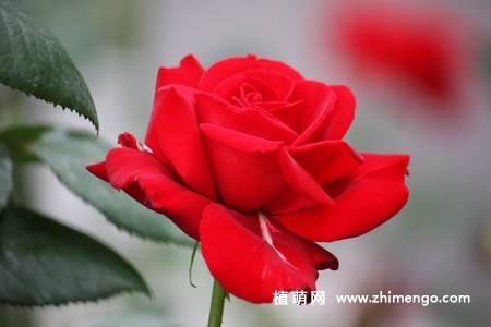 28张不同颜色月季花图片