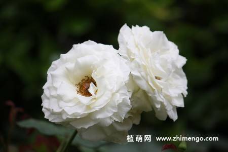 28张不同颜色月季花图片