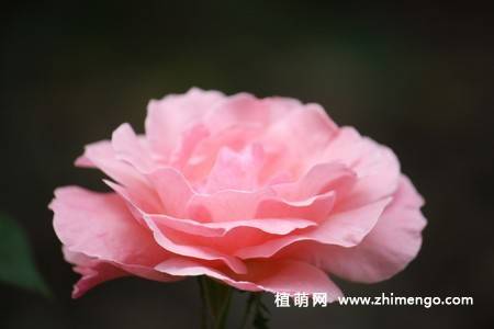 28张不同颜色月季花图片