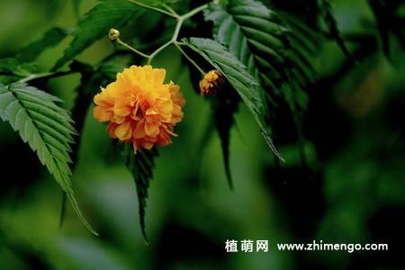 13张黄色棣棠花图片