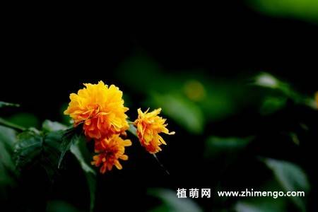 13张黄色棣棠花图片