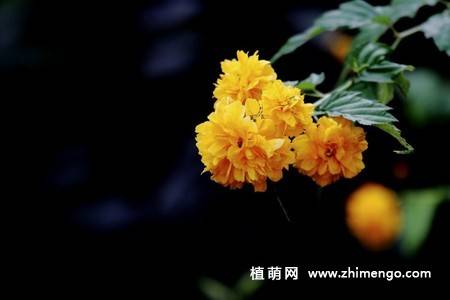 13张黄色棣棠花图片
