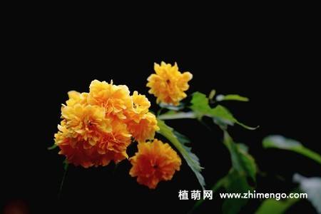 13张黄色棣棠花图片