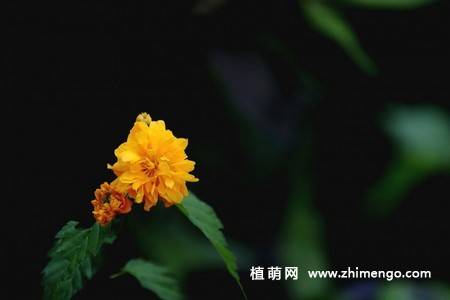 13张黄色棣棠花图片