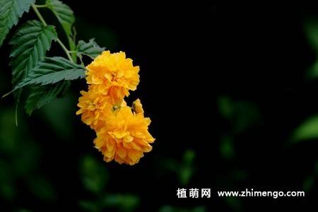 13张黄色棣棠花图片