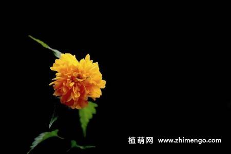 13张黄色棣棠花图片