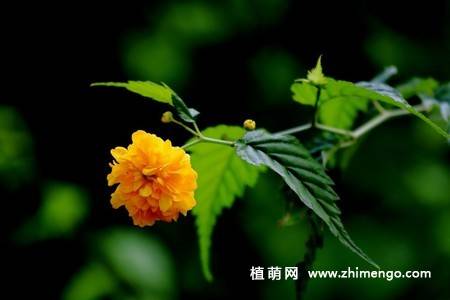 13张黄色棣棠花图片