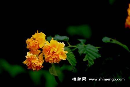 13张黄色棣棠花图片