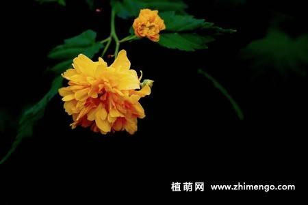13张黄色棣棠花图片