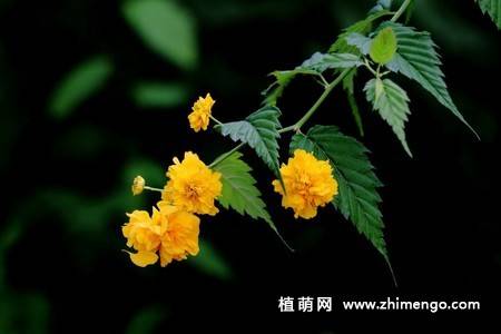 13张黄色棣棠花图片