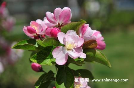 24张海棠花图片