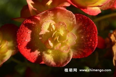 24张海棠花图片