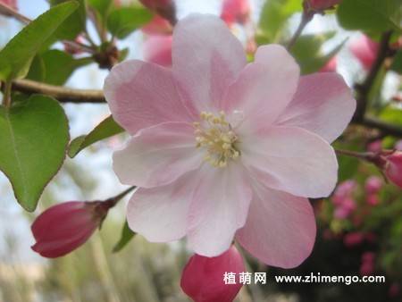 24张海棠花图片