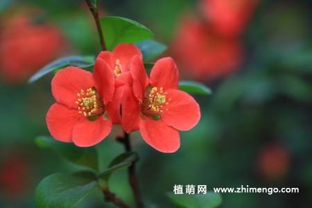 24张海棠花图片