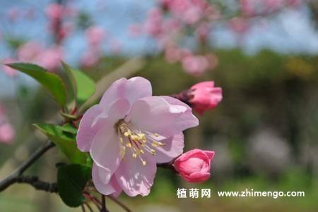 24张海棠花图片