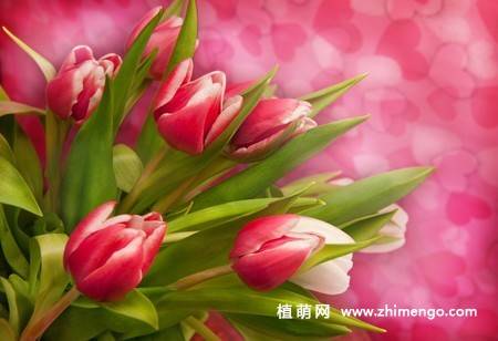 24张海棠花图片