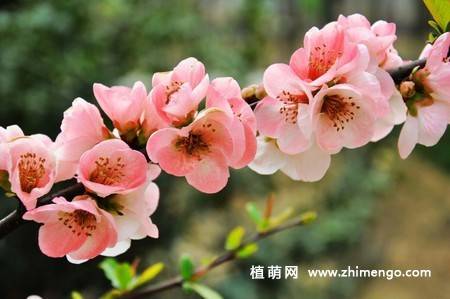 24张海棠花图片