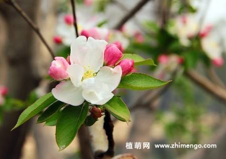 24张海棠花图片