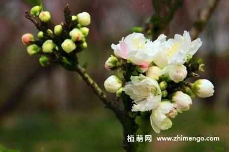 24张海棠花图片