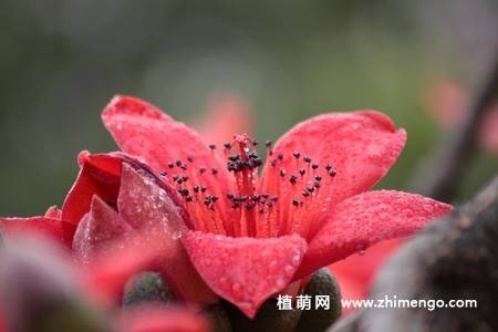 8张红色木棉花图片