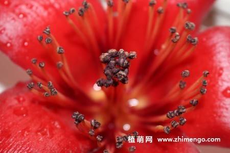 8张红色木棉花图片