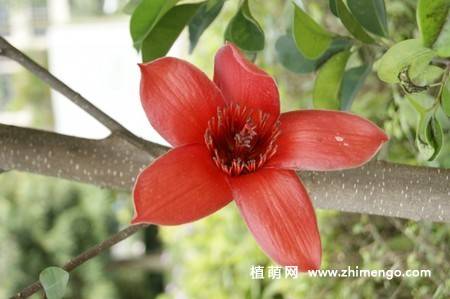 8张红色木棉花图片